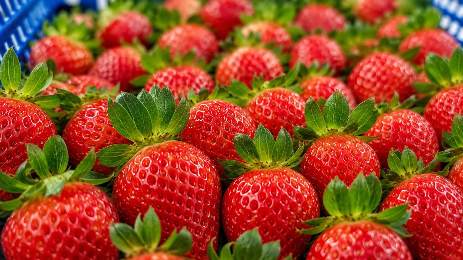 Monterey strawberries grown by Beeco