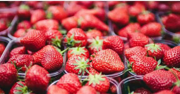 Fandango strawberries grown by Beeco