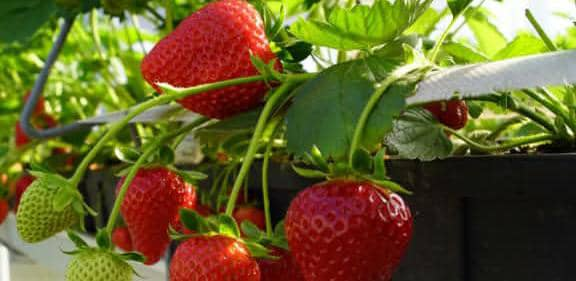 Cabrilo strawberries grown by Beeco
