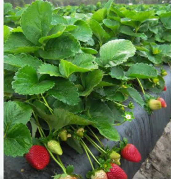 Sensation strawberries grown by Beeco