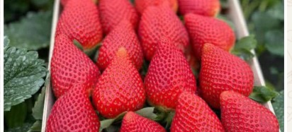 Calinda strawberries grown by Beeco